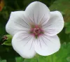 geranium-lambertii-swansdown